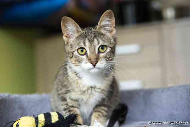 Vrouw die dierenarts en politie bedreigt met mes omdat ze haar katten willen meenemen krijgt geen straf