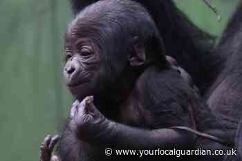Second baby gorilla born at London Zoo in less than a month