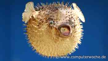 GenAI-Blähungen: Sorgt KI für dummen Code?