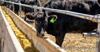 Cost pressures in the cattle sector