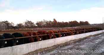 Roughage use in finishing cattle diets