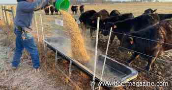 Scientists work to develop feed additives for healthy cattle, environment