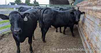 Performance of beef x Holstein steers superior to straight-bred Holsteins