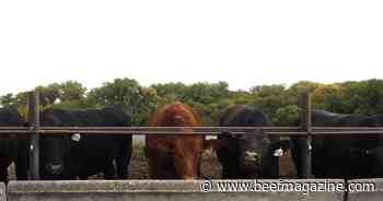 Dealing with wet, muddy winter conditions in feedyards