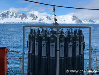 Pilze im Meer könnten Weichmacher verwerten