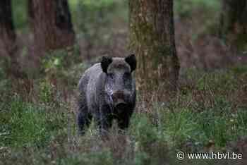 Twee auto’s beschadigd na aanrijding met everzwijn