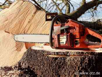 Von Baustart bis Baumfällungen: Das ist los in Jena