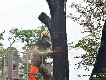 Seidelstraße in Jena: Ein Baum wird gefällt, zahlreiche andere gekürzt