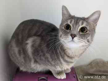 Reaktionen auf die geplante Jenaer Katzenschutzverordnung