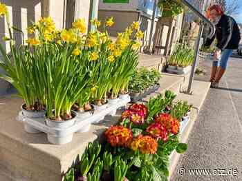 Osterglocken grüßen in der Stifterstraße