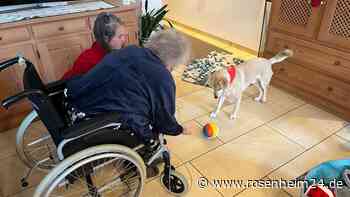 „Hunde-Enkel“ Fritzi: Wie ein Rosenheimer Therapiehund Palliativ-Patienten Kraft schenkt