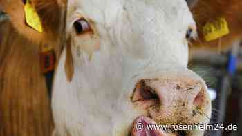 Schrecklicher Verdacht von Tierquälerei in Österreich: Landwirt soll Kuh die Zunge abgerissen haben