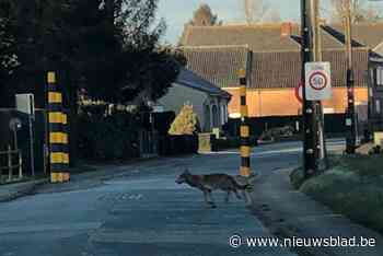 Geen wolf in Vlaams-Brabant: “Meldingen in Okselaar zijn massahysterie”