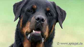 Italien: Rottweiler beißen Jogger tot