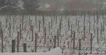 ‘Catastrophic crop losses’ predicted for B.C.’s wine industry