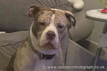 Barnoldswick woman fed up after dog mistaken for XL Bully