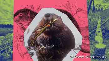 Spying on Beavers From Space Could Help Save California