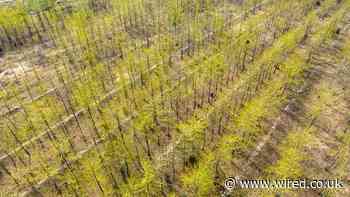 Stop Planting Trees, Says Guy Who Inspired World to Plant a Trillion Trees