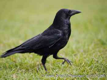 Wolfsburgerin wird von aggressiver Krähe attackiert