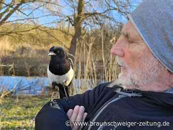 Diebische Elster: Das ist Wolfsburgs berühmtester Vogel