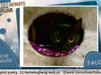 Tierheim Wolfsburg: Pflegestelle für Fauchi gesucht