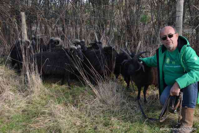 Yves zorgt voor ecologische begrazing van 150 weides met zijn Hebridean schapen: “Ze hebben heel wat voordelen en eten alles op, ook de brandnetels”