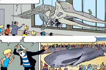 Potvis Valentijn en Visserijmuseum spelen hoofdrol in nieuw stripverhaal van Jommeke: “We spelen graag in op actuele thema’s”