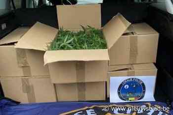 Politie en douane onderscheppen tweede grote drugsvangst op enkele maanden tijd: trafikant verstopt 500 cannabisplanten in auto