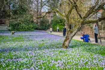 Meer dan duizend krokussen zorgen voor prachtig bloementapijt