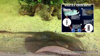 What is a virgin birth? Step-by-step graphic reveals how a female stingray was able to get pregnant - despite living alone