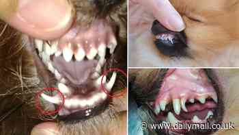 Does your dog have 'shark teeth'? Vets say 7% of pooches have an extra row of gnashers - these are the breeds most likely to have them