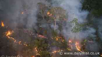 Amazon rainforest could collapse by 2050: Researchers warn largest rainforest in the world is approaching 'tipping point' due to droughts, deforestation and fires