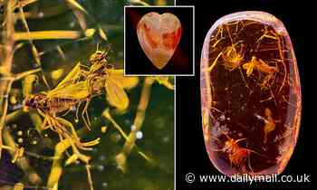 Stuck in love! Image of amorous flies trapped for 40million years in amber is among newly-digitised pictures  unveiled by the Natural History Museum for Valentine's Day