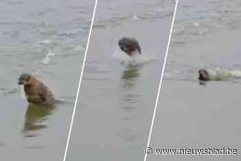 Antwerpse haven heeft al enkele maanden opvallende bezoeker: “Hij amuseert zich goed in ons water”