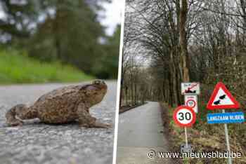 Gemeente volledig klaar voor jaarlijkse paddenoversteek: “Snelheid aanpassen voor veiligheid van dieren”