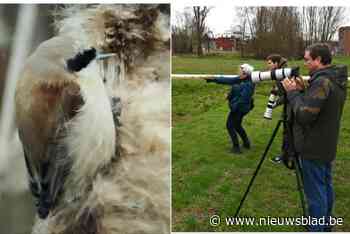 Drie buidelmezen lokken vogelaars van heinde en verre naar het Woonpark in Kuurne: “Zeer uitzonderlijk”