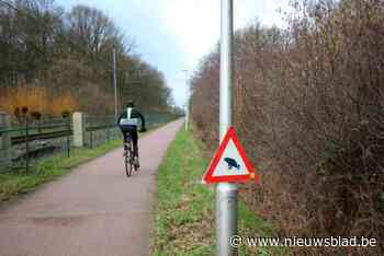 Drukke paddentrek in Lint: “Al meer dan duizend padden overgezet aan de fietsostrade”