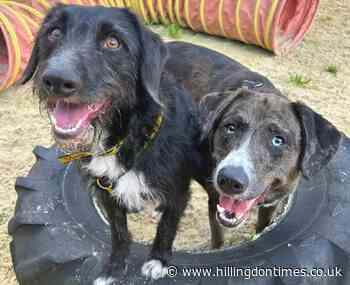 They call it puppy love: Harefield collie friends seek home
