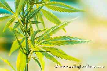 Reviewing the Best THC Detox Products and Methods to Try (2024)