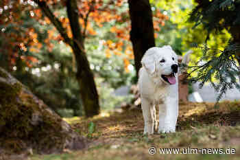 Stecknadeln in Wurst: Erneut Hundeköder am Donauufer