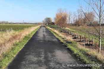 Gekapte bomen worden gecompenseerd langs fietssnelweg