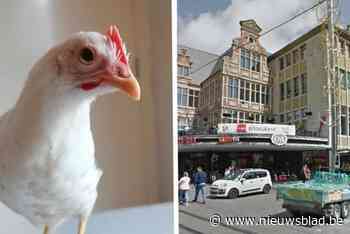 Dierenbeul laat levende kip achter in doos op de Korenmarkt, en dat was niet voor het eerst: “Wie doet nu zoiets?”