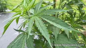 Florida House considers hemp regulations