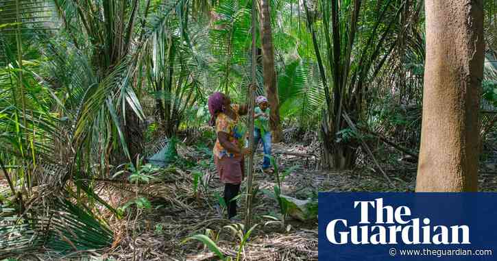 Brazil’s nut-breakers refuse to crack as their precious palms are threatened