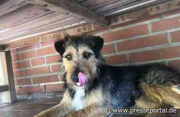 POL-GT: Terrier Charlie in Rietberg gestohlen - Polizei sucht Zeugen