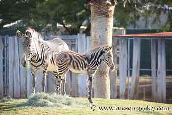 Grevy’s zebra foal dies at Reid Park Zoo