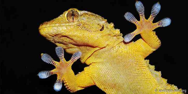 Robotic Tongue Licks Gecko Gripper Clean