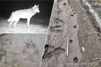 Duitse wolf liep 1.100 kilometer naar Emma, om dan verder te trekken: wolvin versleet twee mannen in twee maanden tijd, of is er meer aan de hand?