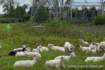 Elia werkt aan natuurherstel onder belangrijke hoogspanningslijn tussen Massenhoven en Kinrooi