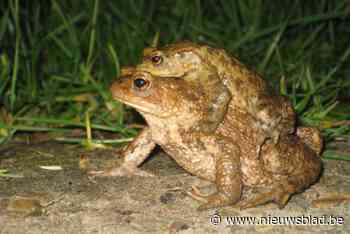 ‘Trekker’ gezocht om paddenoverzetactie in goede banen te leiden